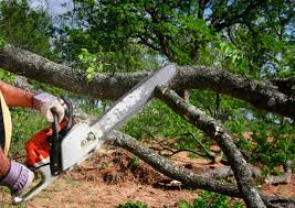 Best Leaf Removal  in Roanoke, IN