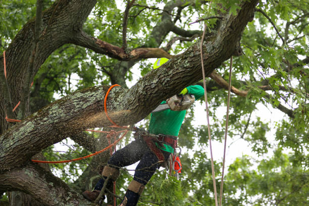 Best Tree Removal  in Roanoke, IN