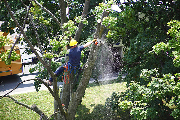 Best Tree Risk Assessment  in Roanoke, IN