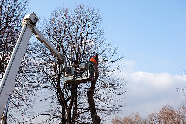 Best Hazardous Tree Removal  in Roanoke, IN